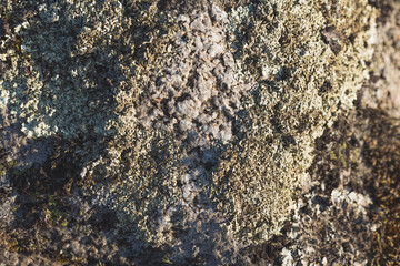 Moss, lichen and stones. North nature background, rough texture.