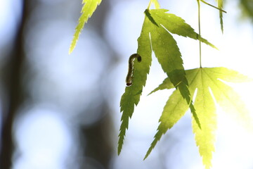 楓の葉を食べる虫