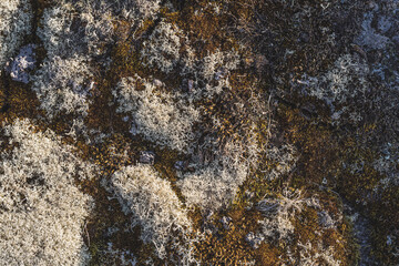 Moss, lichen and stones. North nature background, rough texture.