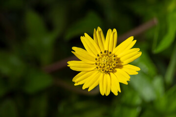 bright yellow Creeping daisy, Singapore daisy, Trailing daisy, Creeping ox-eye, Climbing wedelia, Rabbits paw flower in the garden.