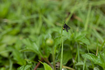 black Nine-spotted moth in the graden