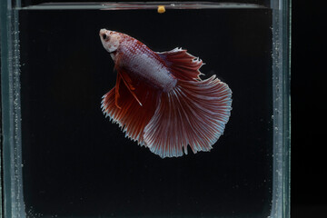 bright red Betta Splendens or Siamese Fighting Fish In water isolated on black background