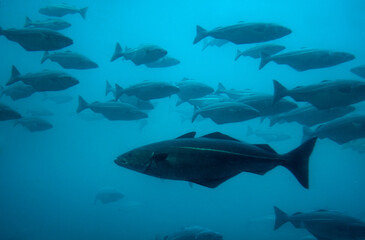 Cod fish in aquarium swimming against the others. Aalesund, Norway.