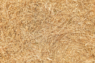 The texture of the mown young dry grass.