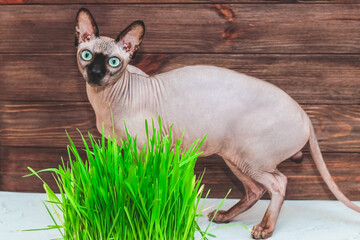 Bald cat of the Canadian Sphynx breed with green vitamin grass for cats.