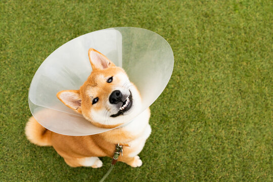 Cute breed Shiba inu dog wearing protective with cone collar on neck after surgery. closeup pet outdoor.