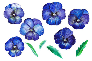  Flowers, branches, leaves of viola. Botanical elements isolated on white background. Plants are drawn by hand in watercolor. Design for postcards, clothing, logo, template, print.