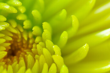 Fototapeta premium Inside a Flower Texture