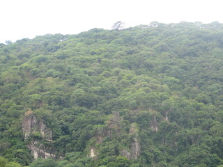 Fototapeta premium tropical rain forest on rocky hill