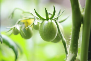 家庭菜園の熟す前の緑のミニトマト