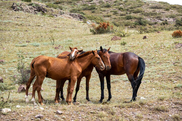 Obraz premium horse and foal in the field
