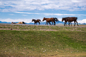 Horses cross the road in the mountains