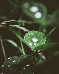 Macro Flowers Photography Moody Style. High quality photo