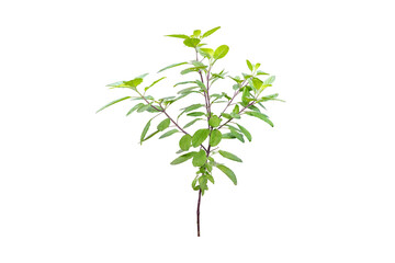 Basil tree isolated on white background with clipping path.