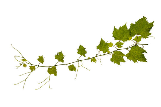 Branch of vine leaves looks from the under isolated on white background with clipping path.