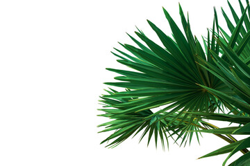 Tropical green leaves or sugar palm leaves for decoration, isolated on white background with...