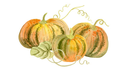 Pumpkins, leaves, flowers. Watercolor illustration. Autumn, Harvest, Halloween, Thanksgiving theme.