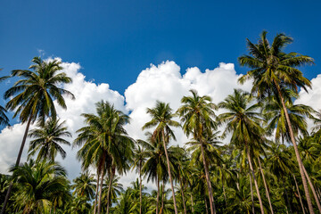 Fototapeta na wymiar Plantation coconut palms on background blue sky with clouds