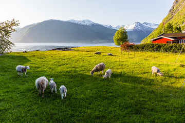 Fjordsheep