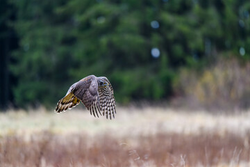 The northern goshawk (Accipiter gentilis) in flight over a field in autumn. Outstretched wings, a fast flying bird on the hunt.