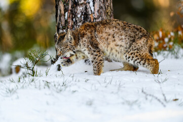 Eurasian lynx (Lynx lynx) in the winter forest in the snow. Big feline beast, young animal.
