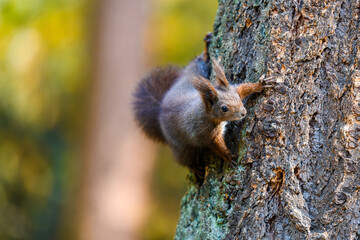 The Eurasian red squirrel (Sciurus vulgaris) in its natural habitat in the autumn forest. Climbing on a tree. Portrait of a squirrel close up.