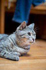 見つめる猫　サバトラ猫