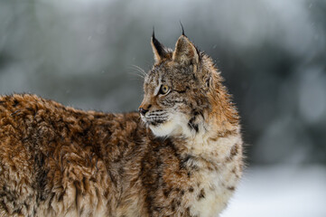Eurasian lynx (Lynx lynx) in the winter forest in the snow, looking back. Portrait, side view. Big feline beast, young animal.