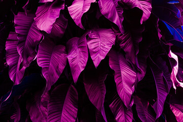 abstract purple leaf texture, closeup nature view of leaves background.