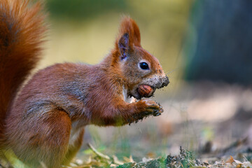 Naklejka na ściany i meble The Eurasian red squirrel (Sciurus vulgaris) in its natural habitat in the autumn forest. Eating a nut. Portrait of a squirrel close up. The forest is full of rich warm colors.