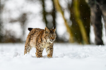 Fototapeta premium Eurasian lynx (Lynx lynx) in the winter forest in the snow, snowing. Big feline beast, young animal.