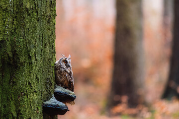 The long-eared owl (Asio otus) sitting on a tree trunk. In a beautifully colored autumn forest.