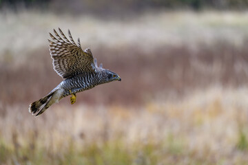 The northern goshawk (Accipiter gentilis) in flight over a field in autumn. Outstretched wings, a fast flying bird on the hunt.