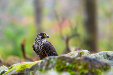 The peregrine falcon (Falco peregrinus) sitting in a forest on a stone and looking out for its prey. Autumn forest.