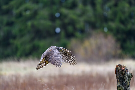 The northern goshawk (Accipiter gentilis) in flight over a field in autumn. Outstretched wings, a fast flying bird on the hunt.