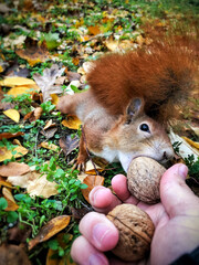 The cute red squirrel (Sciurus vulgaris) takes a nut from a human hand. Feeding squirrel from hand.