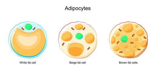adipocytes. Fat cells