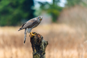 The northern goshawk (Accipiter gentilis) sitting on a perch, looking around for prey. Autumn, the field is in the background.