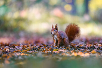 The Eurasian red squirrel (Sciurus vulgaris) in its natural habitat in the autumn forest. Portrait of a squirrel close up. The forest is full of rich warm colors.