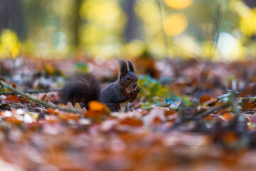 The Eurasian red squirrel (Sciurus vulgaris) in its natural habitat in the autumn forest. Portrait of a squirrel close up. The forest is full of rich warm colors.