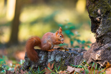The Eurasian red squirrel (Sciurus vulgaris) in its natural habitat in the autumn forest. Missing ear. Portrait of a squirrel close up. The forest is full of rich warm colors.