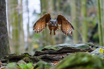 The Eurasian eagle-owl (Bubo bubo) flying in a beautiful autumn forest for its prey. Owl on the hunt. - obrazy, fototapety, plakaty