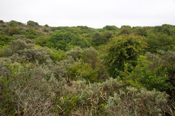 Dunes coverd by several species of bushes and trees, Ouddorp, South Holland, Netherlands
