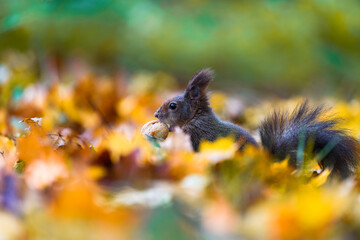 The Eurasian red squirrel (Sciurus vulgaris) in its natural habitat in the autumn forest. Eating a nut. Portrait of a squirrel close up. The forest is full of rich warm colors.