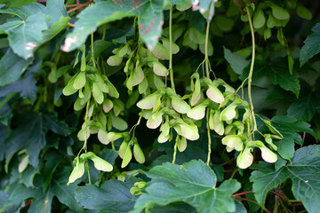 Obraz premium Seeds of Maple tree (Acer pseudoplatanus)