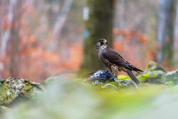 The peregrine falcon (Falco peregrinus) eating its prey on the ground in the autumn forest. Autumn colors.