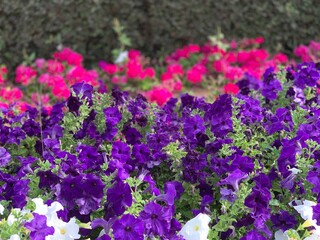 Fototapeta premium flowers in the garden