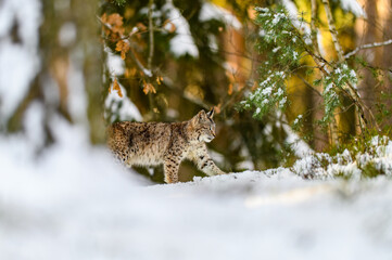 Eurasian lynx (Lynx lynx) in the winter forest in the snow. Big feline beast, young animal. © Jan Rozehnal