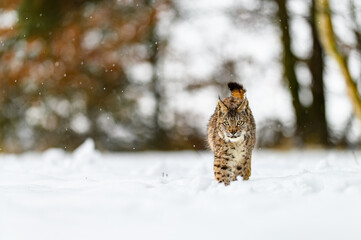 Eurasian lynx (Lynx lynx) in the winter forest in the snow, snowing. Big feline beast, young animal.