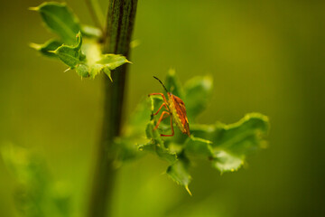 carpocoris pudicus, stink beetle in the field